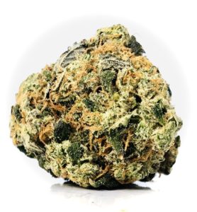 a large multi-colored bud DSCT by curio exhibiting light to dark green leaves, resinous amber stigma/pistils/"hairs" and a blanket of crystalline trichomes on the surface