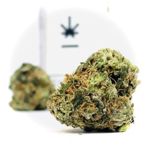 two buds of DSCT strain by curio in front of curio container