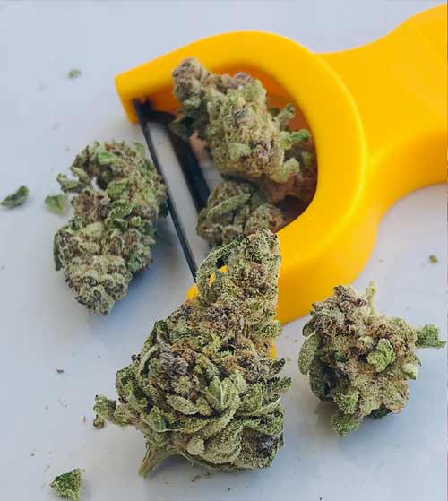 Blue Cheese strain by gLeaf