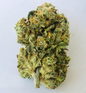 a bushy green crusty trichome and bronze pistil colored bud of the strain Carolina by Curio standing upright