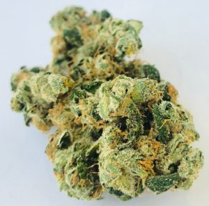 Carolina strain by Curio