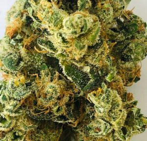Carolina strain by Curio