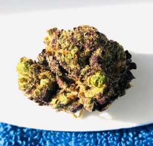 purple and green bully kush shown in sunlight