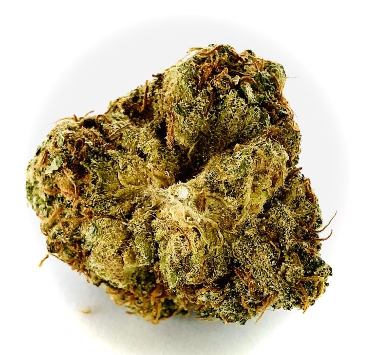 underside of angus bud