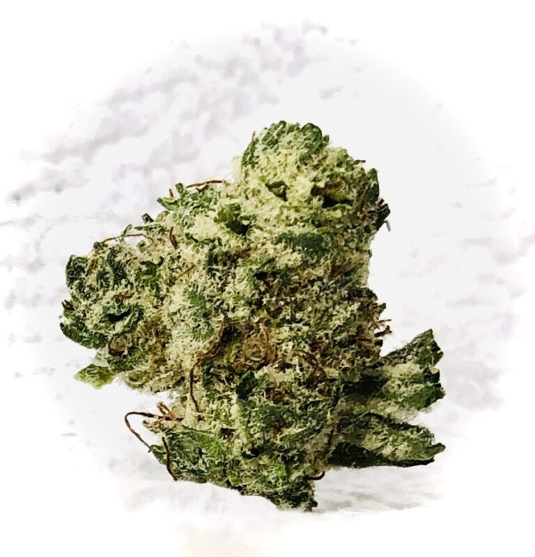 snow monster bud circular design looking forward