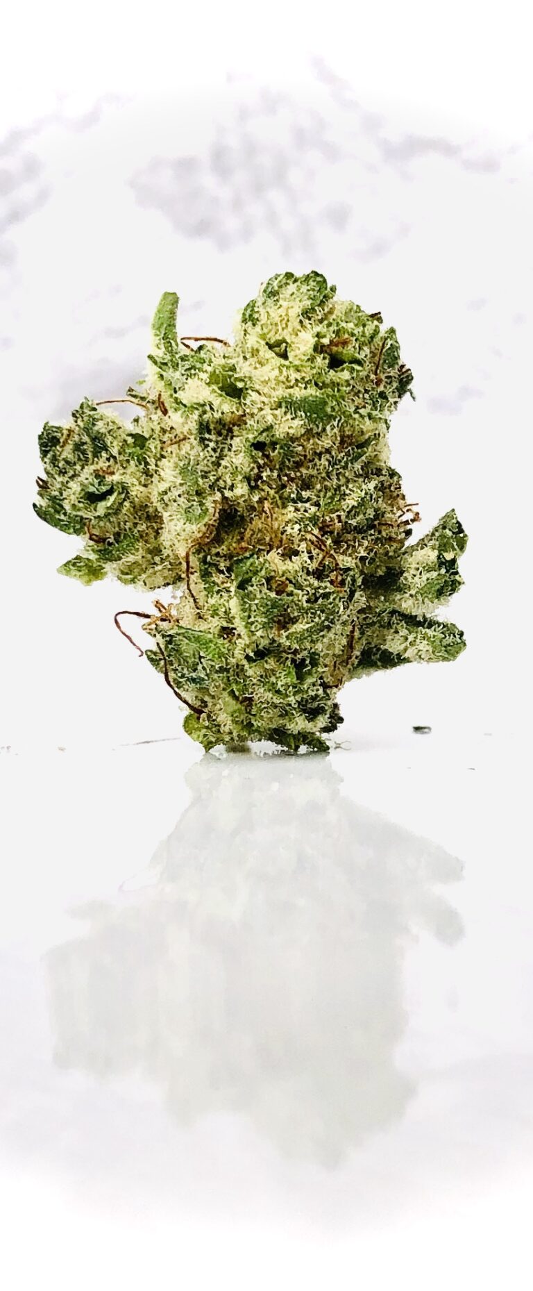 snow monster monster bud vertical 2