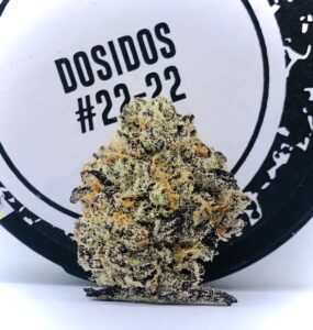 Dosidos #22-22 bud vertical