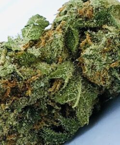 close up section of cindarella 99 bud