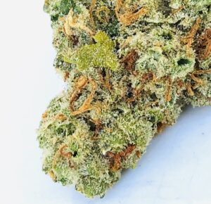 closeup of cindarella 99 bud at tip