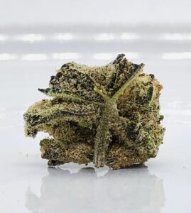 underside of jack white strain bud