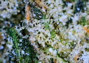 macro 4 more cloudy clear and very few amber trichomes predicting a richly balanced and potent high
