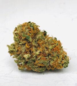 gorgeous bud of shoki x 87 limepop by curio