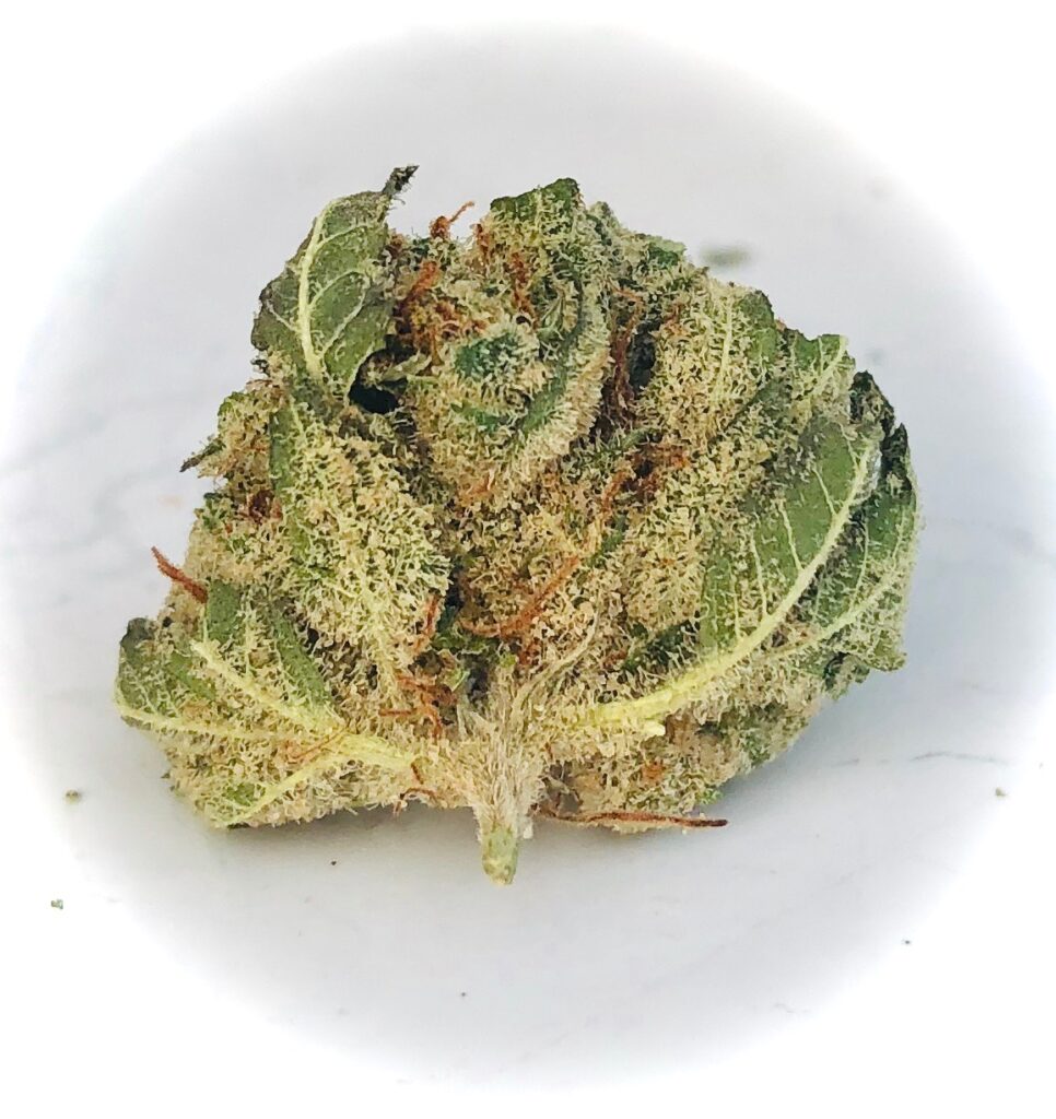 underside of bud of oro blanco