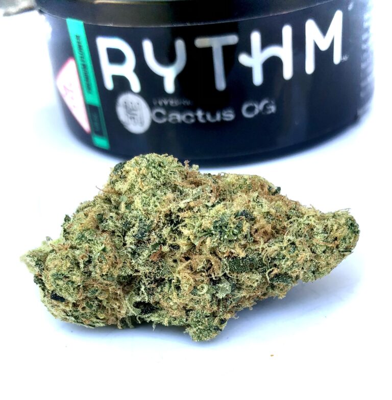 bud of cactus by rythm.