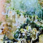 cactus og macro 2