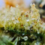 cactus og macro 8