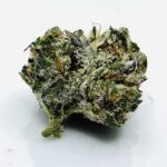crystalline trichome covered bud of lemon cream